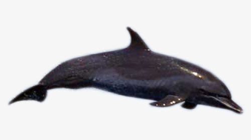 Dolphin Png Image - Wholphin, Transparent Png, Free Download