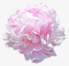 Pink Giant Peony, HD Png Download, Free Download