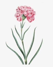 Flower Pink Transparent Vintage Png Image - Pink Vintage Png Flowers, Png Download, Free Download