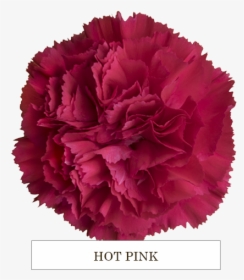 Hot Pink - Carnation, HD Png Download, Free Download