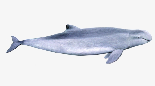 Irrawaddy Dolphin , Png Download - Irrawaddy Dolphin Png, Transparent Png, Free Download