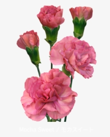 Colibri Flowers Minicarnation Mochasweet, Grower Of - Carnation, HD Png Download, Free Download