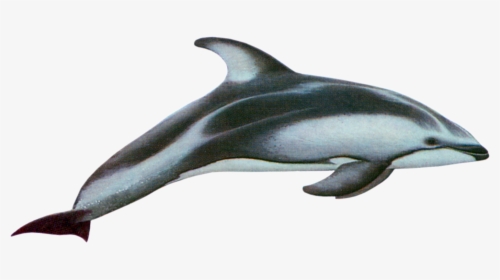 Pacific White Sided Dolphin Png, Transparent Png, Free Download