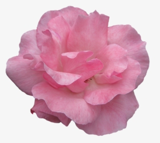 Pink Rose Flower Image - Clip Art, HD Png Download, Free Download