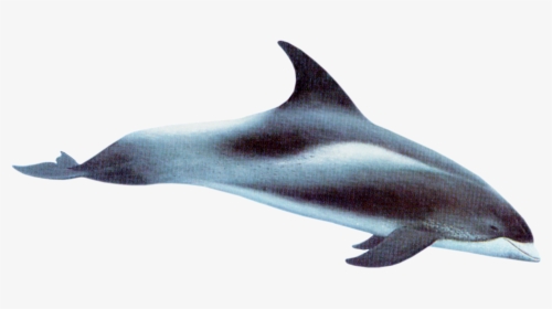 White Beaked Dolphin - Dolphins Swimming Right Transparent, HD Png Download, Free Download