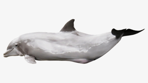 Dolphin Gleaming Clip Arts - Mammals Png, Transparent Png, Free Download