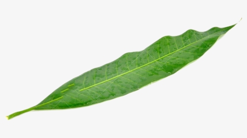 Leaf Mango Green Mangifera Indica - Mango Leaf Png, Transparent Png, Free Download