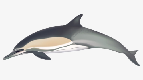 Dolphin Png - Common Dolphin, Transparent Png, Free Download