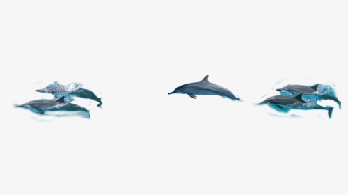 Common Bottlenose Dolphin- - Common Bottlenose Dolphin, HD Png Download, Free Download