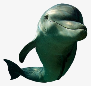 Transparent Dolphin Cut Out, HD Png Download, Free Download