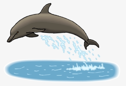 Transparent Dolphin Clipart - Dolphin, HD Png Download, Free Download