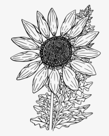 Drawing Sunflower Clipart Black And White, HD Png Download, Free Download