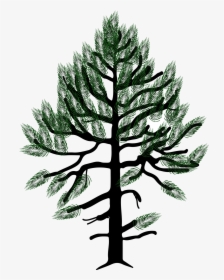 Pinus Monophylla Drawing, HD Png Download, Free Download