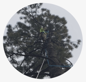 Tall Tree Angle - Georgia Pine, HD Png Download, Free Download