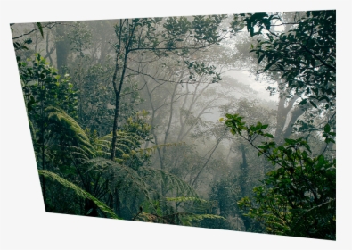 Types Of Rainforests, HD Png Download, Free Download