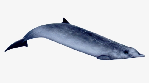 Beaked Whale Png - Ginkgo Toothed Beaked Whale, Transparent Png, Free Download