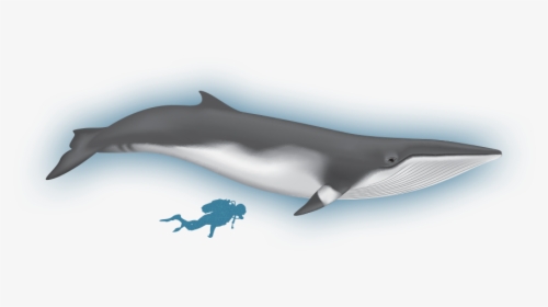 The Whales Of Baffin - Short-beaked Common Dolphin, HD Png Download, Free Download