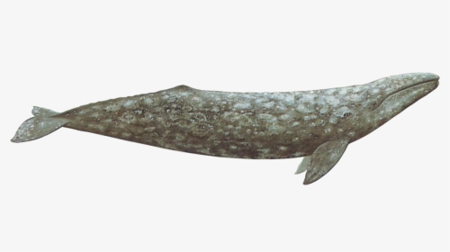 Endless Ocean Wiki - Family Eschrichtiidae Gray Whale, HD Png Download, Free Download