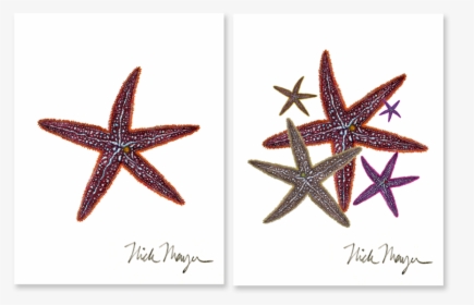 Starfish Boxed Assortment - Starfish, HD Png Download, Free Download