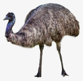 #emu - Emu, HD Png Download, Free Download