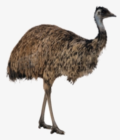 Ostrich Png High-quality Image - Emu Png, Transparent Png, Free Download