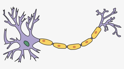 Derived Neuron Schema With No Labels - Neuron Psychology, HD Png Download, Free Download