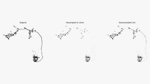 / Images/source Resample Neurons 5 0 - Line Art, HD Png Download, Free Download