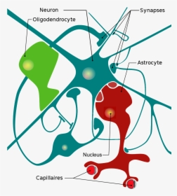 Diagram Of Neurons - Cellules Du Système Nerveux, HD Png Download, Free Download