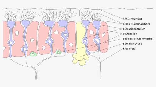 Receptive Drawing Neurons - Olfactory Receptor Neurons, HD Png Download, Free Download