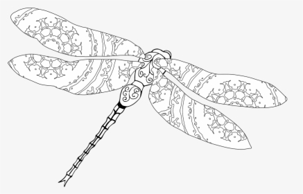 Dragonfly Coloring Nature Free Photo - Dragonfly, HD Png Download, Free Download