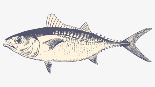 Fish - Albacore Fish, HD Png Download, Free Download
