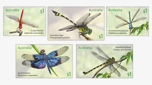 Australia Dragonflies Stamps, HD Png Download, Free Download