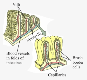 Diagram, HD Png Download, Free Download