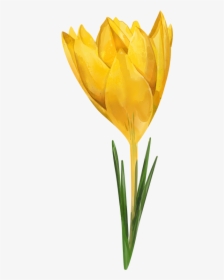 Tulip Watercolor Painting Flowers, HD Png Download, Free Download