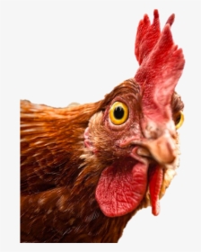 Revised Agoa Bone-in Chicken Rebate Guidelines Published - Crazy Chicken, HD Png Download, Free Download