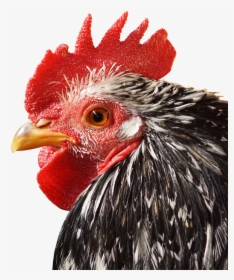 Rooster Close Up Png, Transparent Png, Free Download