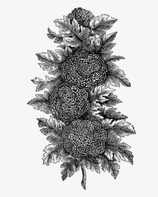 Plant Illustration Digital - Colorado Spruce, HD Png Download, Free Download