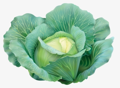 Image Gallery Yopriceville High - Transparent Background Cabbage Png, Png Download, Free Download