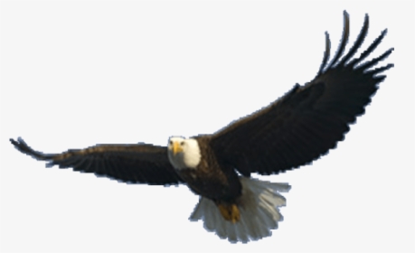 Eagle Png Image - Eagle Flying Transparent Background, Png Download, Free Download