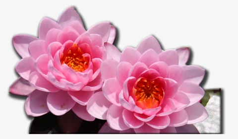 Artificial Flower, HD Png Download, Free Download