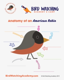 Printable Bird Watching For Kids, HD Png Download, Free Download