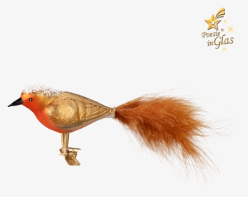 Robin On Clip - European Robin, HD Png Download, Free Download