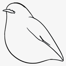 How To Draw Robin - Line Art, HD Png Download, Free Download