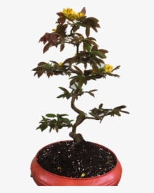 Cây Mai Vàng Bonsai, HD Png Download, Free Download