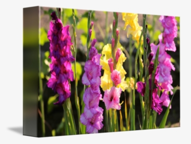 "multi Colored Gladiolus - Gladiolus, HD Png Download, Free Download