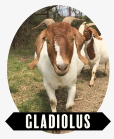 Gladiolus-01 - Livestock, HD Png Download, Free Download