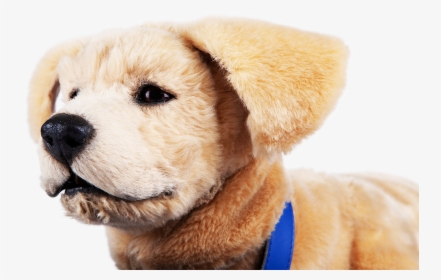 Companion Dog, HD Png Download, Free Download