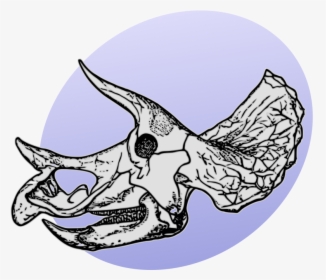 P Dinosaurs Pl - Triceratops Skeleton, HD Png Download, Free Download