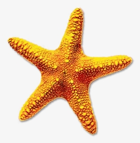 Portable Network Graphics Clip Art Starfish Image Transparency - Transparent Background Star Fish Png, Png Download, Free Download