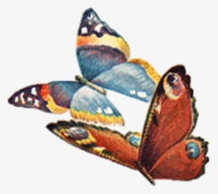 Vintage Vector Butterfly Png, Transparent Png, Free Download